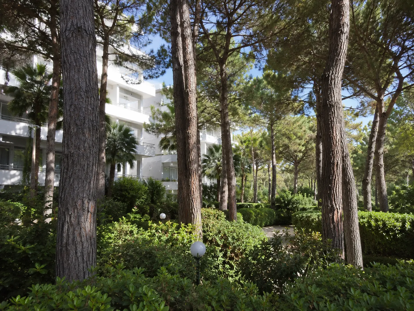 Pines surrounding the hotel